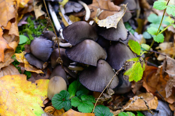 Common Ink Cap Mushrooms by the Barbour Rock Trail, in Watson Township, Pennsylvania.