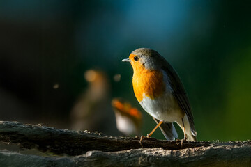 Pettirosso (Erithacus rubecula) appollaiato su un ramo secco in una giornata di sole.