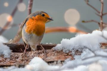 Pettirosso (Erithacus rubecula) appollaiato su un ramo ricoperto di brina in una mattina di sole.