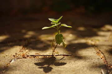 Small green grass grows in the stone gap of the road