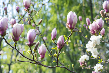 pink magnolia flowers