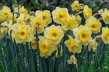 Obraz premium daffodils in the garden