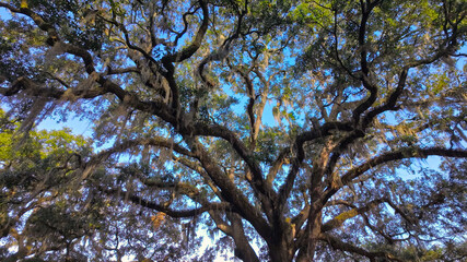 Southern Live Oak trees against blue sky