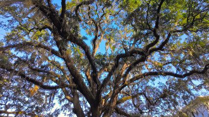 Fototapeta premium Southern Live Oak trees against blue sky
