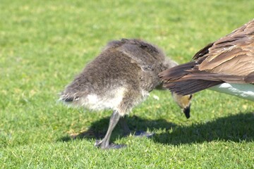 baby gosling with fluffy feathers