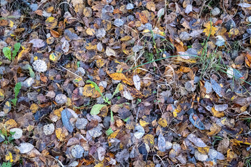 Forest Floor leaves, dead leaf texture, leaf background texture, leaf background, dry leaves on ground