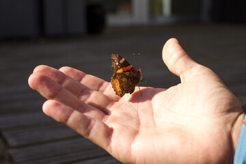 Mariposa posada en una mano bajo la luz del sol, resaltando detalles naturales.