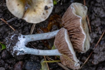 old Stropharia spp. mushrooms with bright green caps and brown gills