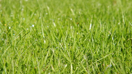 Fototapeta premium Green grass background with water drops of morning dew - natural blades of spring fresh grass. Topics: beauty of nature, garden, field, vegetation, flora, natural environment, ecology
