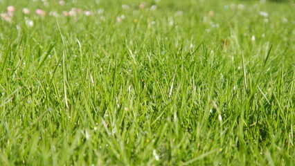 Green grass background with water drops of morning dew - natural blades of spring fresh grass. Topics: beauty of nature, garden, field, vegetation, flora, natural environment, ecology
