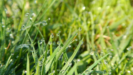 Green grass background with water drops of morning dew - natural blades of spring fresh grass. Topics: beauty of nature, garden, field, vegetation, flora, natural environment, ecology