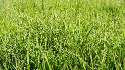 Green grass background with water drops of morning dew - natural blades of spring fresh grass. Topics: beauty of nature, garden, field, vegetation, flora, natural environment, ecology