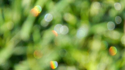 Obraz premium Abstract green blurred background of grass with oval sparkling dots of water drops. Topics: abstraction, wallpaper, pattern, effect, flora, natural environment, ecology