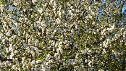 White flowers of blossoming apple tree on branches - natural background. Topics: blooming, beauty of nature, flowering, flora, garden, season, vegetation, spring, orchard