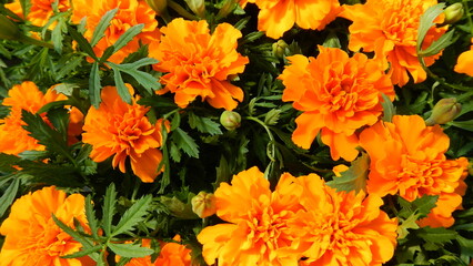 Orange and yellow flowers Tagetes, Marigolds with green leaves - natural background. Topics: blooming, beauty of nature, flowering, flora, garden, season, vegetation, summer