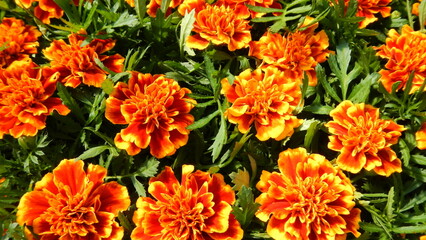 Orange and yellow flowers Tagetes, Marigolds with green leaves - natural background. Topics: blooming, beauty of nature, flowering, flora, garden, season, vegetation, summer