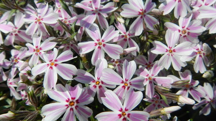 White and pink flowers Phlox subulata, Creeping phlox - natural background. Topics: blooming, beauty of nature, flowering, flora, garden, season, vegetation, summer