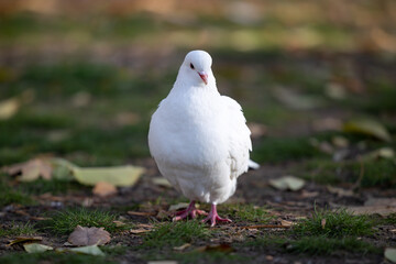 A close view of a white dove