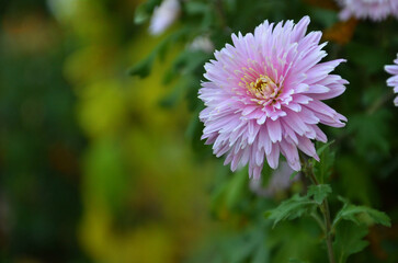 Fototapeta premium One pink chrysanthemum on stem blossom isolated on natural green blurred background. Growing and care for autumn chrysanthemums .Free copy space.