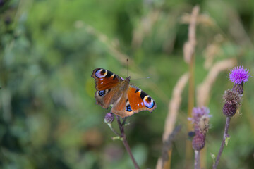 Close-up of a European peacock butterfly resting on a purple wildflower against a blurred green background.