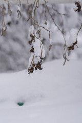 snow covered branches