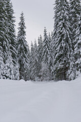 Fototapeta premium snow covered trees