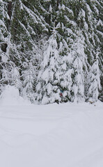 snow covered trees