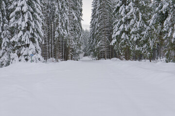 winter in the forest