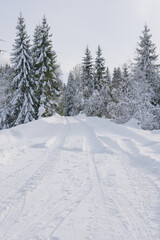 Fototapeta premium snow covered trees