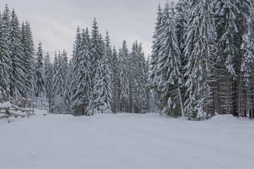 snow covered trees in winter