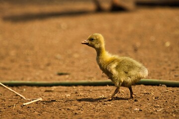 Küken auf sandigem Boden