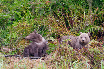 Cute Alaskan Brown Bear cubs playing among the grass in Big River Lakes, Alaska, USA