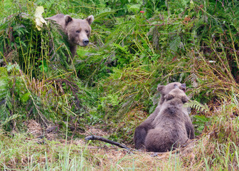 Mother Alaskan Brown Bear watching over her cubs playing among the grass, Big River Lakes, Alaska,...