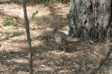 Common pheasant walking in undergrowth habitat. Phasianus colchicus is domesticat birds and is object of hunting. Lives in forests or in thickets of bushes near water. Environmental conservation.