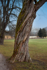 Obraz premium old oak tree in autumn