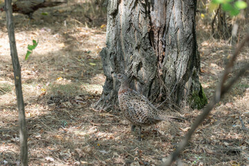 Common pheasant walking in undergrowth habitat. Phasianus colchicus is domesticat birds and is object of hunting. Lives in forests or in thickets of bushes near water. Environmental conservation.