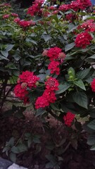 red and yellow flowers