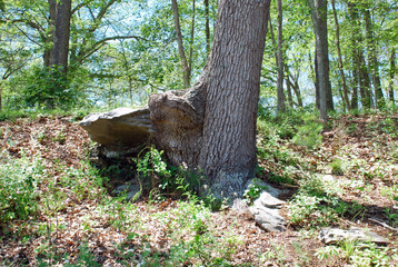 Which came first, the rock or the tree