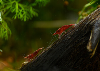 Close-up of vibrant red cherry shrimp crawling on a piece of driftwood in an aquarium, surrounded by lush green aquatic plants. Ideal for showcasing freshwater shrimp habitat and aquascapes