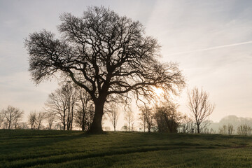 Obraz premium Kahler Baum im Winter, Baumbestattung, Waldfriedhof, Friedwald, Ruheforst, Narurbestattungen