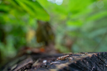 Eine Schnecke auf Holz