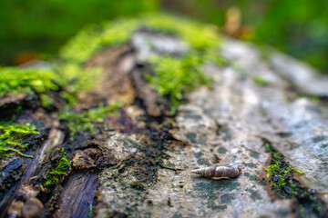 Eine Schnecke auf einem Baum
