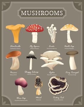 Mushroom Species Poster