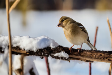 Un fringuello (Fringilla coelebs) artiglia un ramo sottile mentre tiene un seme nel becco.