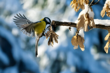 Una cinciallegra (Parus major) vola verso un ramo dove ha visto un insetto per mangiarlo.