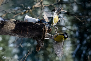 Una cinciarella (Cyanistes caeruleus) e una cinciallegra (Parus major) lottano in volo vicino alla...