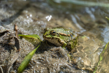 Marsh frog sits in lake and watches close-up. Green toad species of tailless amphibians of family ranidae. Single reptile of pelophylax ridibundus common in water. Portrait wet wild animal in pond.