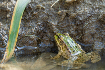 Marsh frog sits in lake and watches close-up. Green toad species of tailless amphibians of family ranidae. Single reptile of pelophylax ridibundus common in water. Portrait wet wild animal in pond.