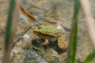 Marsh frog sits in lake and watches close-up. Green toad species of tailless amphibians of family ranidae. Single reptile of pelophylax ridibundus common in water. Portrait wet wild animal in pond.