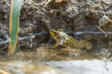 Marsh frog sits in lake and watches close-up. Green toad species of tailless amphibians of family ranidae. Single reptile of pelophylax ridibundus common in water. Portrait wet wild animal in pond.